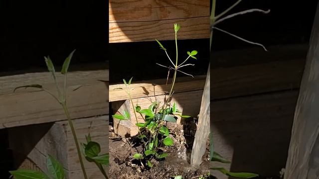 Planting a Clematis 'Multi Blue'💙💙💙|Garden Entity|#gardening #planting #clematis #shortsfeed #short