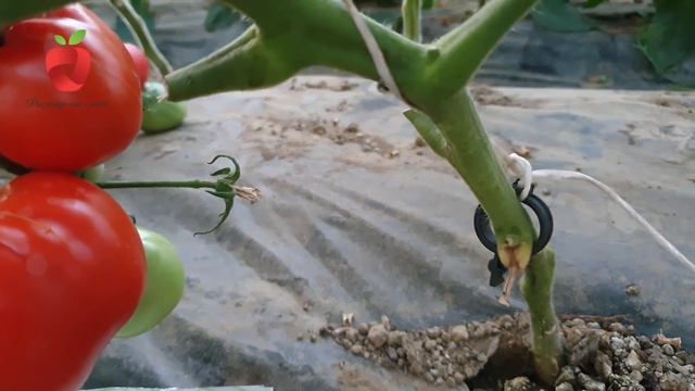 5 faza prihrane paradajza za zdrave i jake plodove смотреть онлайн