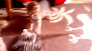 Мои котята грызут друг друга