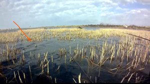 ?Ловля карася на поплавок, болонская удочка гнется)))
