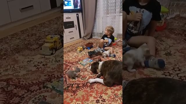 #амстафф#собака#котята#дети#лучшаяпорода#любимаясобака#