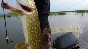 Щука на TsuYoki RODGER | Рыбалка на озеро Неро