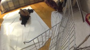 Щенки Йорка 1 месяц