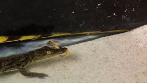 ЗАВЕЛ ДОМА НИЛЬСКОГО КРОКОДИЛА - ОХОТА И НАПАДЕНИЕ - СЪЕЛ МЫШОНКА!