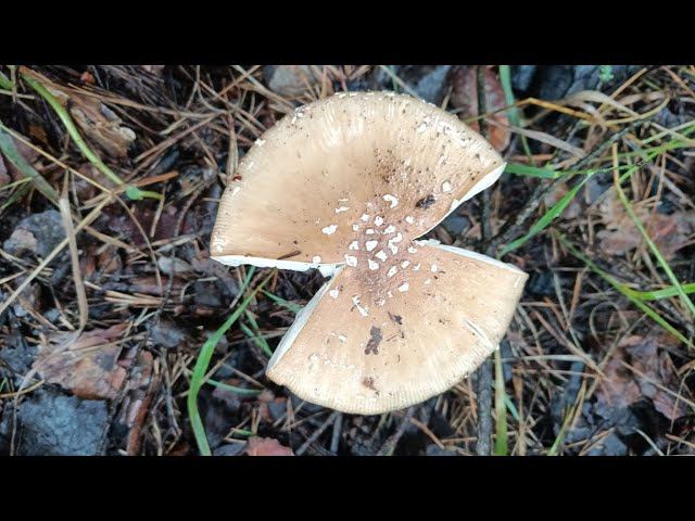 ОТец ищет грибы 14 июля. Мухомор пантерный (Amanita pantherina) и другие грибы