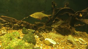 Ротан сожрал Верхоплавку «4»