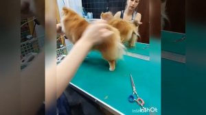 Как подстричь шпица?