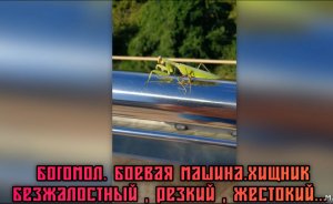 Богомол. Боевая машина. Хищник безжалостный, резкий, жестокий...