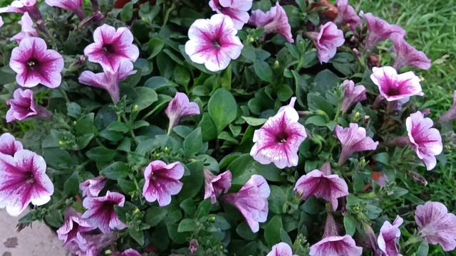 Петуния... Вот такая печалька на ночь глядя... 🤦Обидно... смотреть онлайн