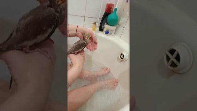 купание попугая корелла смотреть онлайн