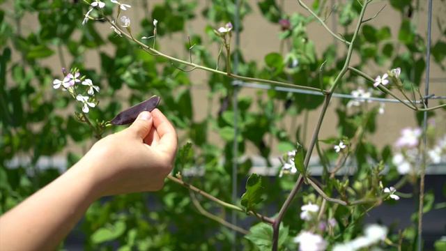 Help Yourself Garden смотреть онлайн