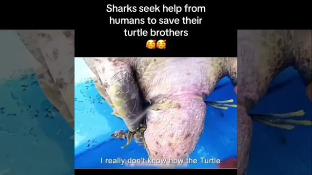 shark saves Turtle смотреть онлайн
