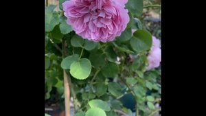 David Austin Rose- Charles Rennie Mackintosh 2nd Year Flush