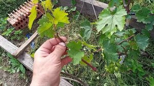 Летнее укоренение зеленых черенков винограда.