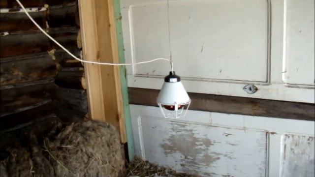 Овца против одного ягненка//Сельское подворье на Урале// смотреть онлайн