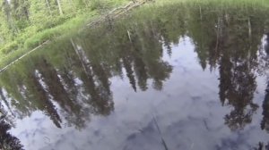 Ловля щуки на малых (лесных) реках, на блесну