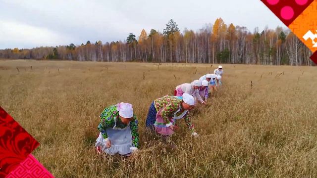 "Отжинки" - обряд зажинания последнего снопа у голендров