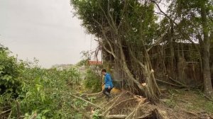 Cleaning an overgrown house full of weeds is CRAZY | clean up abandoned house 50 years