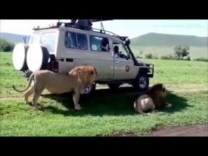 Безрассудный турист чуть не лишился руки, погладив льва.