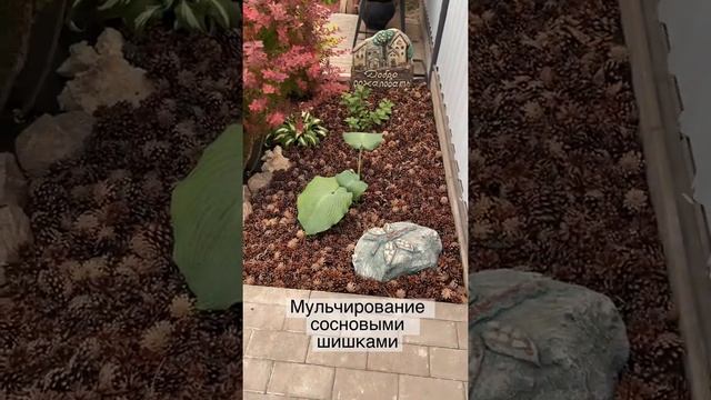 Мульчирование сосновыми шишками