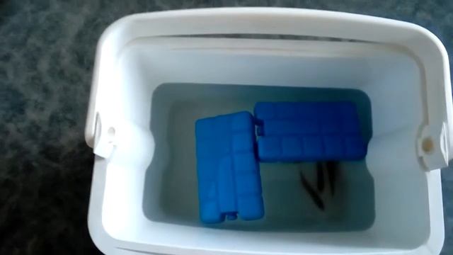 ЛАЙФХАК для рыбаков- как сохранить живца долгое время живым. смотреть онлайн