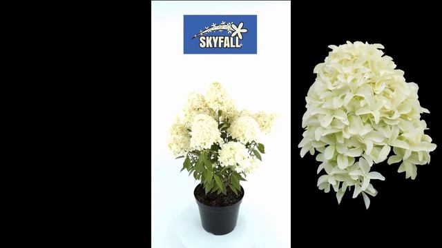Hydrangea paniculata Skyfall 360 video смотреть онлайн