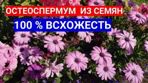 НЕ ГАДАЙТЕ, СЕЙТЕ РОМАШКУ ОСТЕОСПЕРМУМ НА РАССАДУ! КАК ВЫРАСТИТЬ ОСТЕОСПЕРМУМ ИЗ СЕМЯН