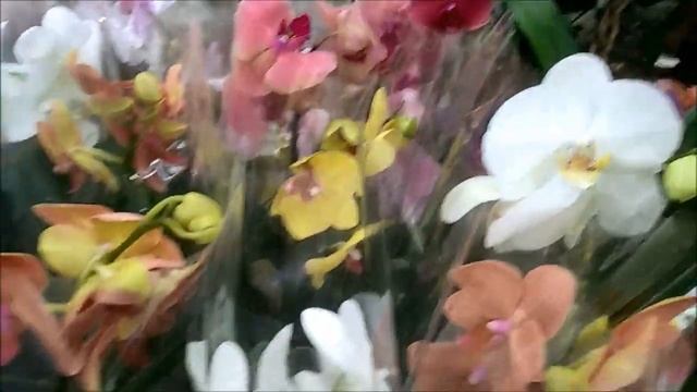 Орхидеи в ЛЕРУА на Руставели и Культуры! Попала на завоз и вот что купила! смотреть онлайн