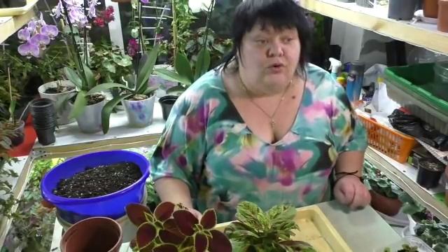 колеусы весной. подготовка к высадке. часть 1 смотреть онлайн