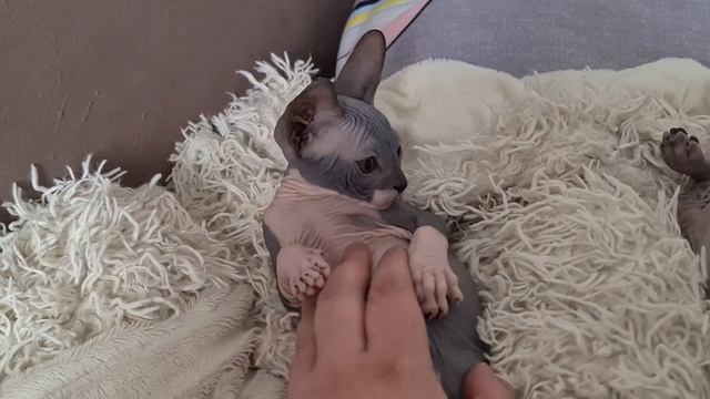 Котята канадского сфинкса/котятам полтора месяца #канадскийсфинкс #лысыйкот #сфинкс #сфинксы