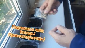 Бамбук из семян. Как вырастить удочку