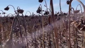 Гибрид подсолнечника познаётся в сравнении