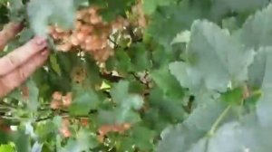 Видео сорт розовой смородины Прыгажуня .