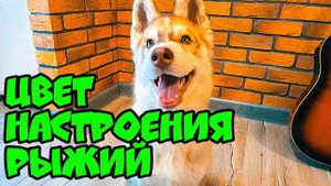 ЦВЕТ НАСТРОЕНИЯ РЫЖИЙ! Хаски Бублик. Говорящая собака