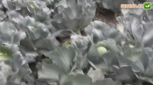 Капуста Лексикон F1 (Syngenta) Культура в полі