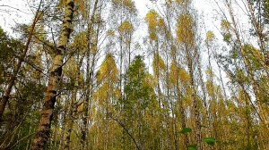 Золотая осень в березовой роще. Голоса птиц. Живописные пейзажи. Звуки живой природы.