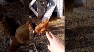 Содержание и разведение домашних кур.