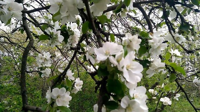 З Днем Юрія! смотреть онлайн