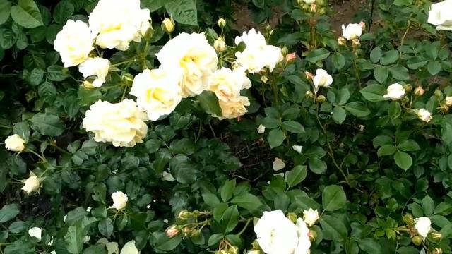 Роза "Сириус", первое цветение. Июнь 2021. смотреть онлайн