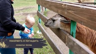 Лохматая ферма - контактный зоопарк на Алтае.