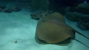 259 Дайвинг Москвариум ВДНХ   1080