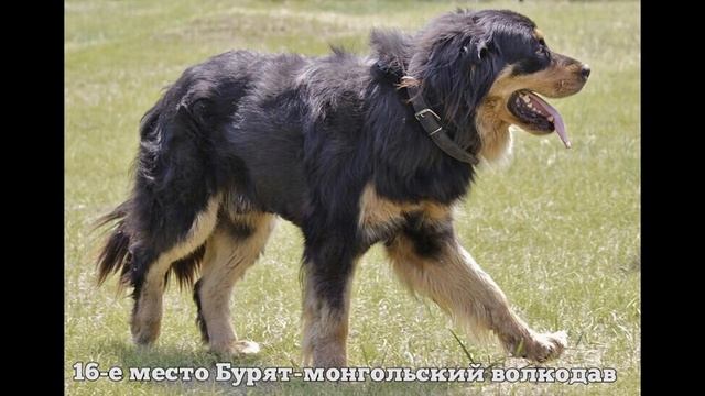 САМЫЕ БОЛЬШИЕ ПОРОДЫ СОБАК В МИРЕ.  TOP 30