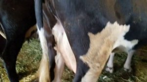 Кормление,выпас,дойка первотелок