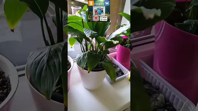 spathiphyllum спатифиллум