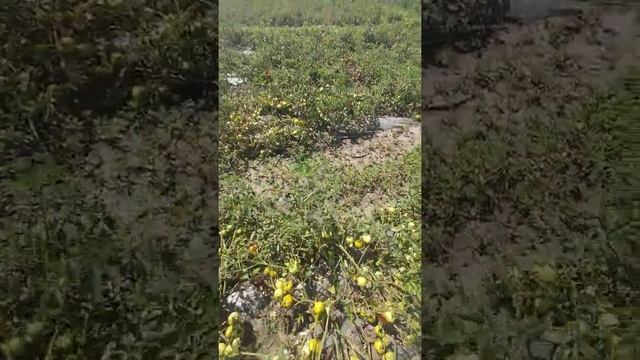 380937654925 Помидор Солерос и Асвон. Чаплинка 0.3$ смотреть онлайн