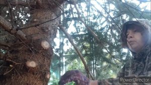 Голубая ель BLUE DIAMOND  Санитарная обрезка коррекция высоты формирование кроны у взрослого дерева