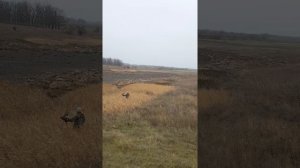 Охота ястреба на фазана