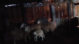 ПОЧЕМУ ЛЫСЕЮТ ОВЦЫ И ЕДЯТ ШЕРСТЬ