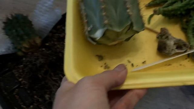 Укоренённый кактус спустя год после обрезки. Пересадка кактуса. Как укоренить кактус.