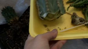 Укоренённый кактус спустя год после обрезки. Пересадка кактуса. Как укоренить кактус.